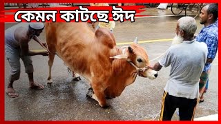 🥩 কোরবানি ঈদের প্রথম দিন কেমন কাটলো? | ঈদের আনন্দ, কোরবানির দৃশ্য, ও স্পেশাল মুহূর্ত! 🕌🐄 #EidVlog
