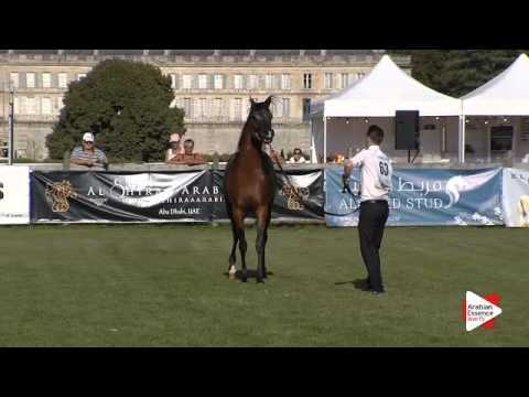 N.63 ABD JUSTINIAN - Chantilly 2015 AWC - Colts 3 years old (Class 8)