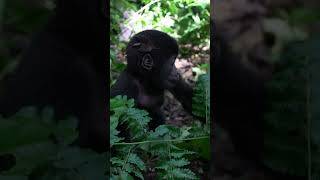 Gorilla Trekking in Uganda