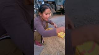 🇰🇭 Złoto Kambodży ❤️ #cambolife #cambodia #rice