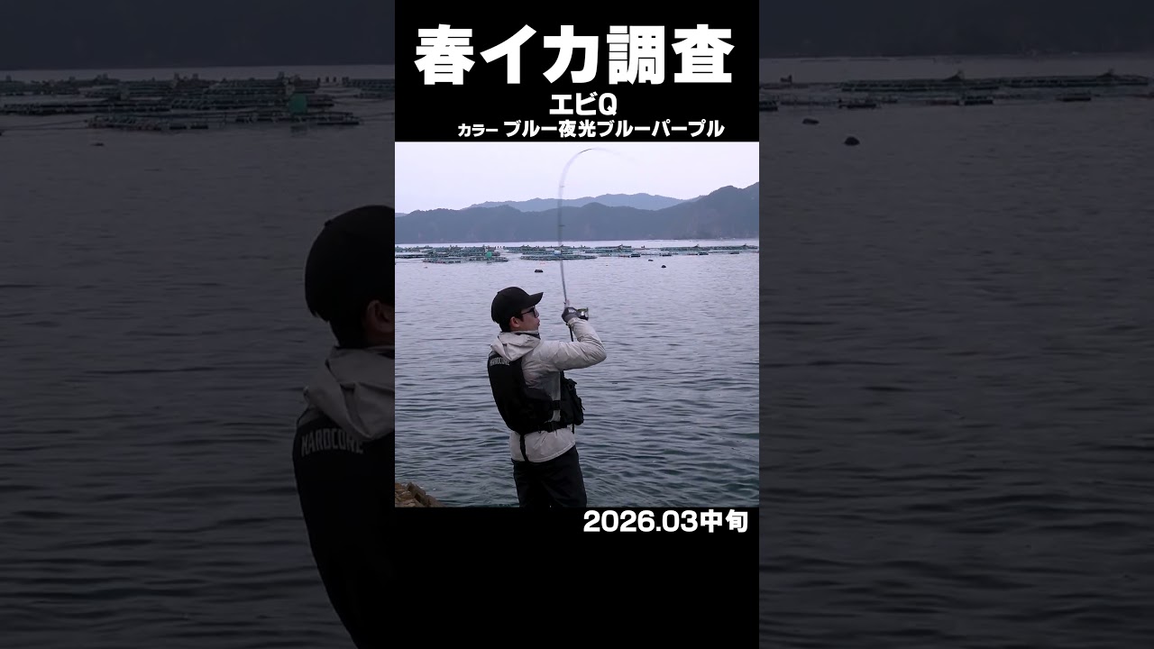 春イカ調査！パート2　エビQ新色の「ブルー夜光ブルーパープル」での釣果！#春イカ #エビQ #エギング #ブルー夜光 #ブルーパープル