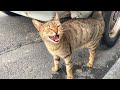 Tabby Cat Meowing Loud For Food And Love