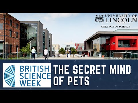 The Secret Mind of Pets | Professor Anna Wilkinson, Professor of Animal Cognition