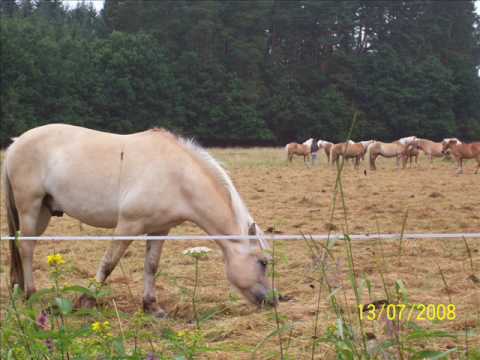 Jak chcete žít bez koní (horse)