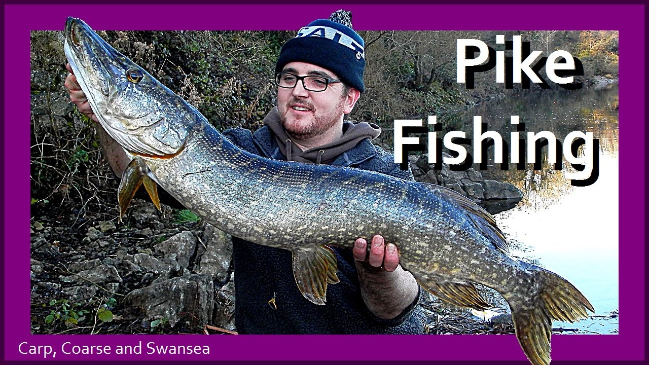 My Best Pike Fishing Session. Carp, Coarse and Swansea Video 144.