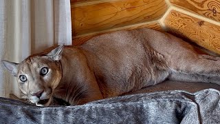 Месси  боится что его заберут и старается спрятаться🥹
