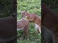 Best Caption Wins A Chuckle Confused Buck Mounts A Decoy Shorts Hunting Wildlife Animals