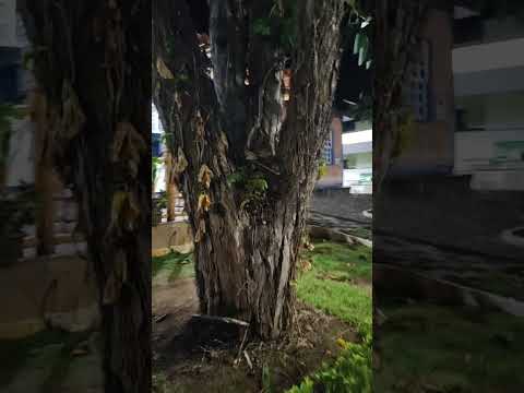 Gouveia Minas Gerais