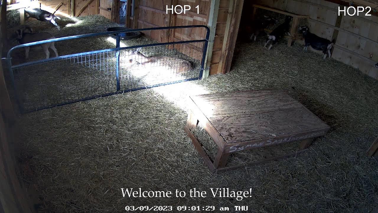 Post: Syman Says Farms Goat Camwebcam