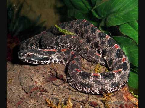 YouTube Video MyehhniuKSk