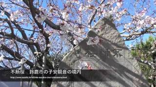 preview picture of video '鈴鹿 不断桜　子安観音の境内　2011年4月4日'