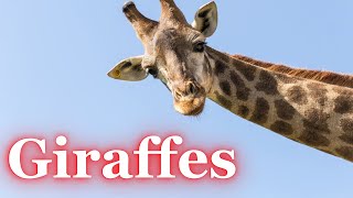 Giraffes: 10 facts you didn’t know