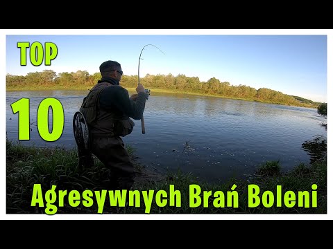 Jak Boleń Atakuje Przynętę ? | Strong ASP Fishing  atttack