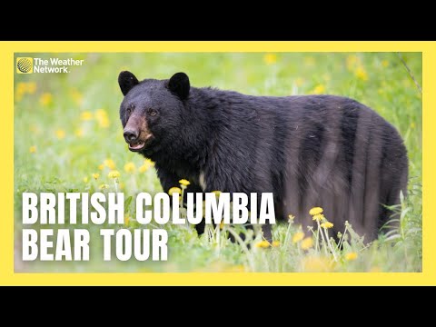 クマ発見に最適な場所はこのカナディアン スキー ヒルです