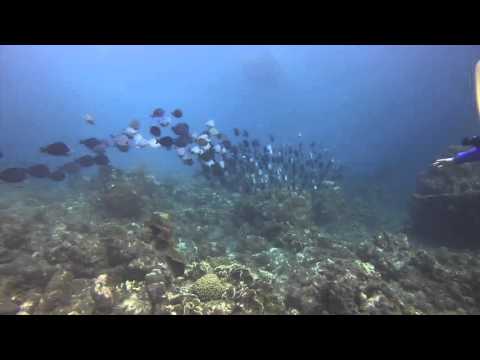 Curacao 2016-Jan 27 - Playa Grande - Nancy & a school of blue tangs swimming past Neptune