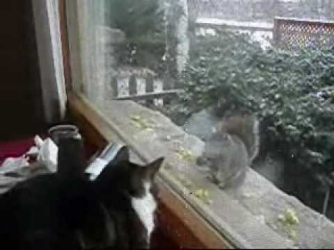 Long Day at the Office: A silent film featuring Eli the cat