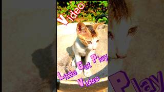 Download lagu #cat #kitten #cat # mp3 Download lagu #cat #kitten #cat # mp3