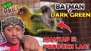 Download lagu eksperimen lovebird batman vs darkgreen produksi ke 2 || BAMIS LOVEBIRD farm mp3 Download lagu eksperimen lovebird batman vs darkgreen produksi ke 2 || BAMIS LOVEBIRD farm mp3