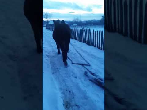 Manza de 9 luni prima data la tras