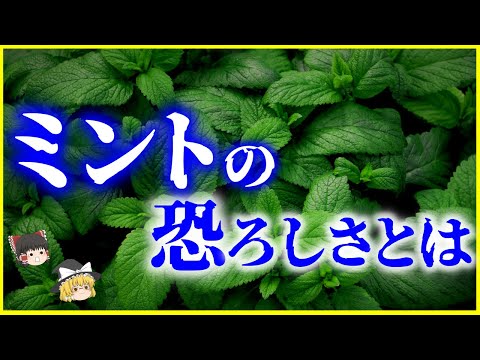 ミントゥルノについて詳しく解説