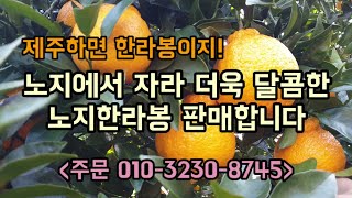 달고맛있는 노지한라봉 판매합니다 제주하면 한라봉이죠! 한라봉 먹방 숨비재