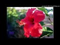 Sirba Jaalalaa Best Love Fandishee Oromo Music Subscribe 10Q