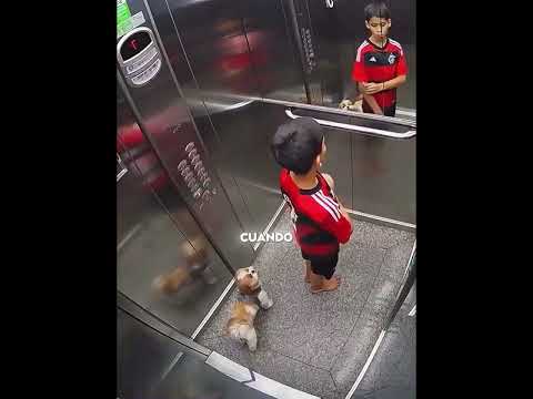 El niño salvó a su perrito 🐶