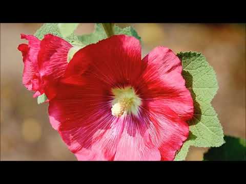 Malwa ( Alcea) - Poradnik Ogrodowy #26