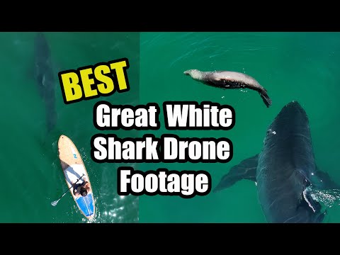 Best Great White Shark Footage of 2024