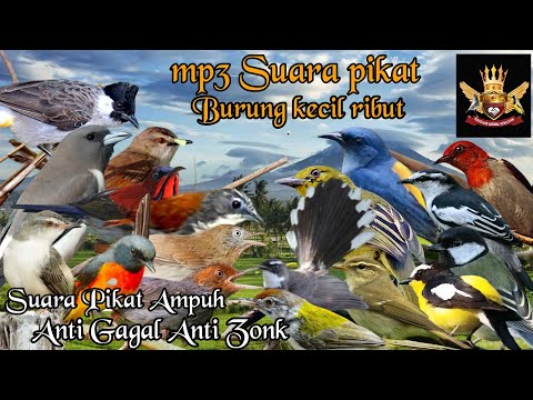 Mp3 Suara Pikat Burung Kecil Paling Ampuh