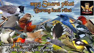 Download lagu Mp3 Suara Pikat Burung Kecil Paling Ampuh mp3