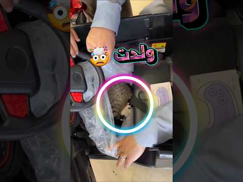 قطة ولدت داخل سيارة بي ام دبليو 🤯