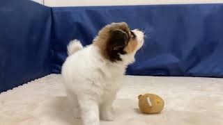 パピヨンの動画01