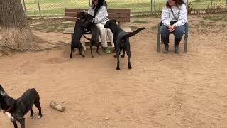 Video preview image #1 Labrador Retriever-Unknown Mix Puppy For Sale in San Diego, CA, USA