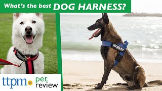 What's the Best Dog Harness? | Do They Work? | (We Tested Th