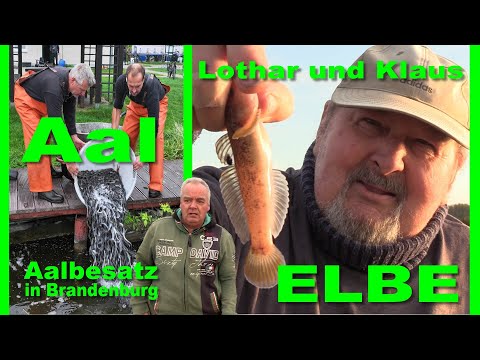 Aal mit Lothar und Klaus + Aalbesatz in Brandenburg + Angeln an der Elbe, Havel und Dosse