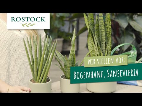 Wir stellen vor: Bogenhanf, Sansevieria
