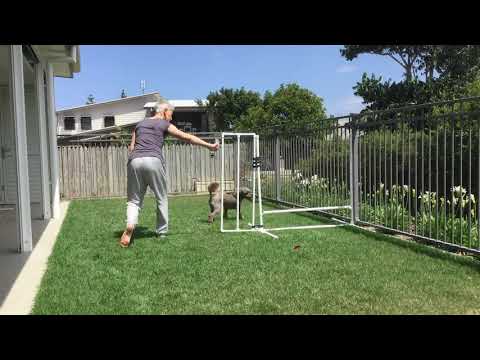 How to train a new agility handling technique? with Glenys Atkins