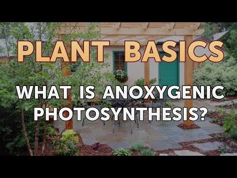 How to Dry an Overwatered Plant