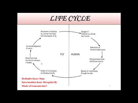 image-What are blood and tissue filarial nematodes?