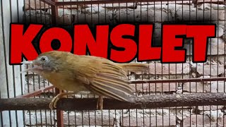 Download lagu CUCAK JENGGOT MINI JANTAN GACOR mp3