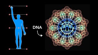 How Sacred Geometry is embedded in Your DNA - Secrets of Geometric Art