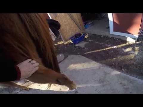 YouTube video about: Can a hamstrung horse still walk?