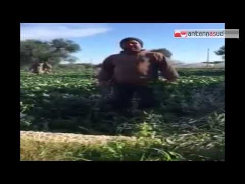 TG 02.02.15 Imu agricola, groviglio inestricabile. Scadenza il 10 febbraio