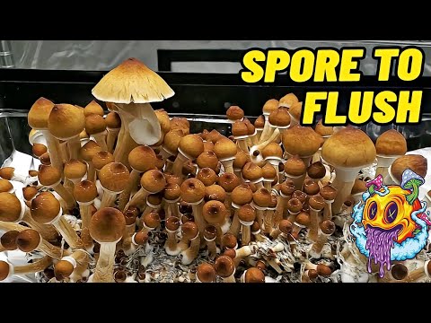 Spore To Flush - All In One Mushroom Bag | Beginner's Guide To Growing Mushrooms