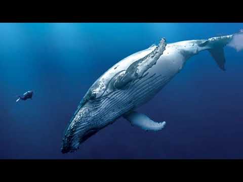 SONIDO de CANTO de ¡BALLENA! 🐳 (EFECTO DE SONIDO) 🔊