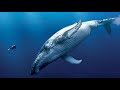 SONIDO de CANTO de ¡BALLENA! 🐳 (EFECTO DE SONIDO) 🔊