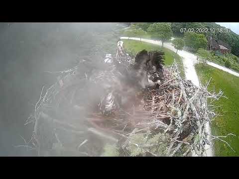 Osprey chick poops on camera (again!) 7/2/22