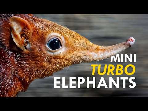 Strange Creatures: The Amazing Speed & Charm of the Sengi