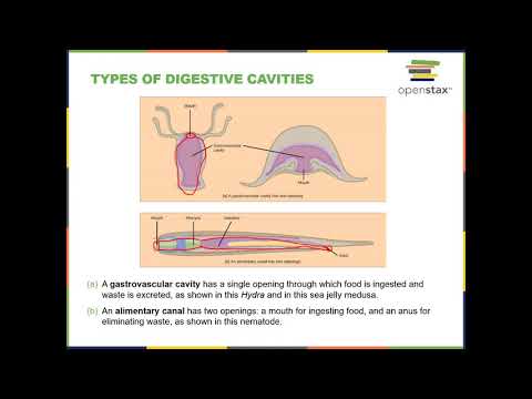 BIOL 1407 Chapter 34 Part 1 Recorded Lecture